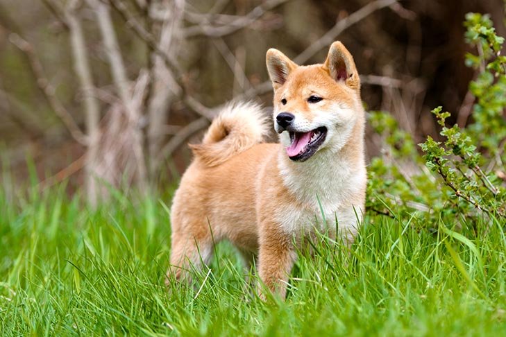 Imo Inu Puppy Pictures